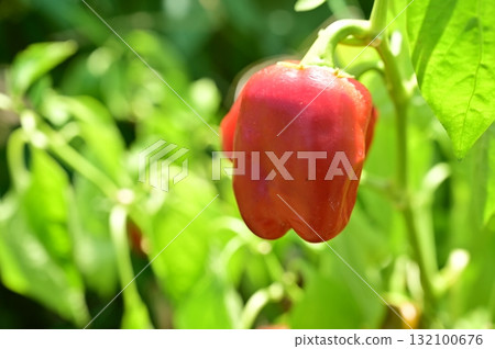Ripe red bell peppers (Solanaceae, Capsicum genus) 132100676