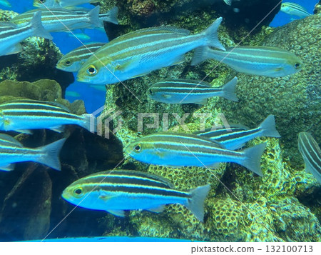 "Grunt" at Hakkeijima Sea Paradise 132100713