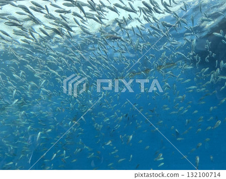 A school of grunt fish seen at Hakkeijima Sea Paradise 132100714