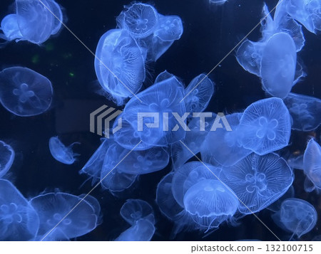 月亮水母 132100715