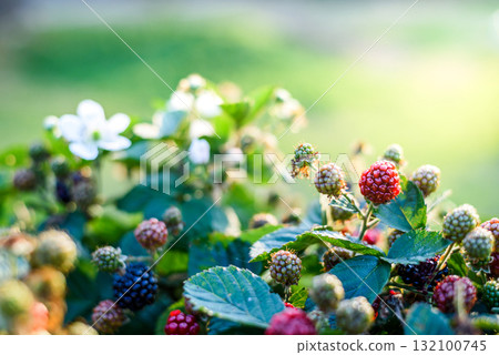 woman hands picking blackberry and raspberry in the garden woman hands picking blackberry and raspberry in the garden 132100745