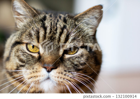 Brown Tabby Cat Close-Up Portrait with Yellow Eyes and Whiskers Brown Tabby Cat Close-Up Portrait with Yellow Eyes and Whiskers 132100914