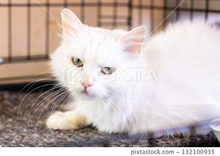 White Longhaired Cat Lying on Carpet Indoor Portrait White Longhaired Cat Lying on Carpet Indoor Portrait 132100935