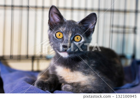Gray tortoiseshell kitten with amber eyes on blue blanket in shelter cage 132100945