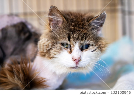Close-Up Portrait of a Fluffy Brown-and-White Cat Resting Indoors Close-Up Portrait of a Fluffy Brown-and-White Cat Resting Indoors 132100946