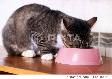 Tabby Cat Eating from Pink Bowl on Wooden Table CloseUp Tabby Cat Eating from Pink Bowl on Wooden Table CloseUp 132100949