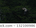 Gray heron 132100986