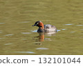 Cute little grebe 132101044