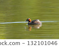 Cute little grebe 132101046