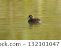 Cute little grebe 132101047