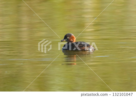 Cute little grebe Cute little grebe 132101047