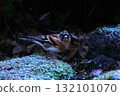 A cute and beautiful brambling that came out of nowhere and stopped in front of me 132101070