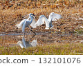 Heron 132101076