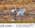 Heron 132101077