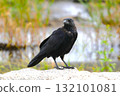 Crow  132101081