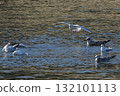 seagull 132101113