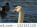 Swan 132101120