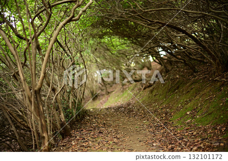A forest path covered with a tunnel of trees 132101172