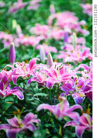 pink lily flower blooming in the garden at sunrise pink lily flower blooming in the garden at sunrise 132101190