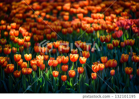 Beautiful orange tulips field in the garden 132101195