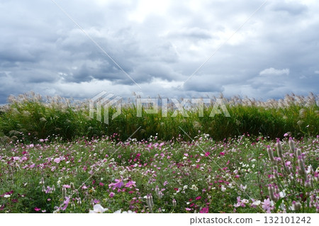 陰雲密佈的天空、紫芒和盛開的波斯菊田野 132101242