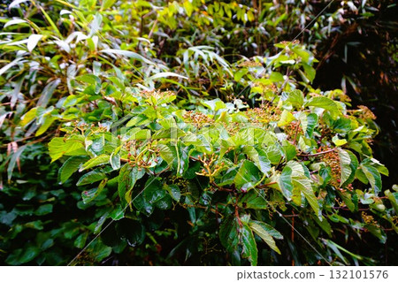 瓊花豆莢 田代島貓 島貓 132101576