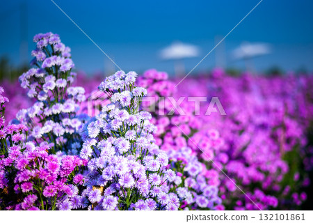 Close up Beautiful Lavender and Cutter  flower in the nature garden , summer flowers 132101861