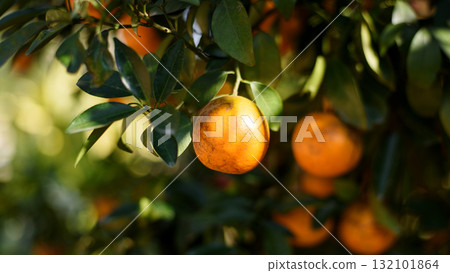 ripe fresh oranges hanging on tree in orange orchard 132101864