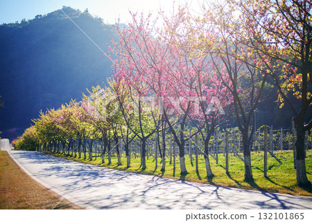 Spring Cherry Blossom Path through a beautiful road , Chiang mai , Thailand 132101865