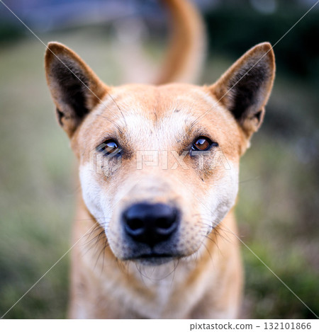 Portrait young dog at sunset, blur background 132101866