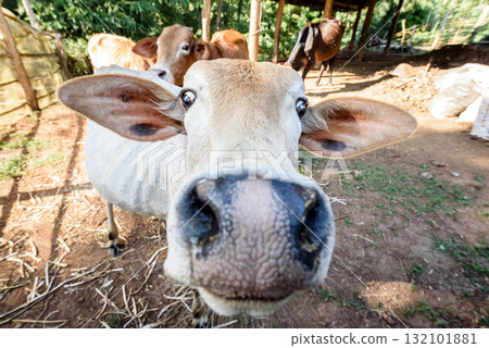 close up funny face cow in nature garden close up funny face cow in nature garden 132101881