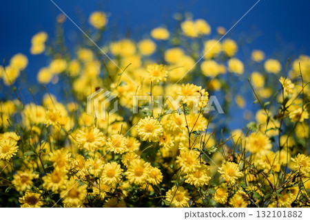 yellow chrysanthemum(daisies) flower in blue sky , which flowers In traditional Chinese medicine yellow chrysanthemum(daisies) flower in blue sky , which flowers In traditional Chinese medicine 132101882