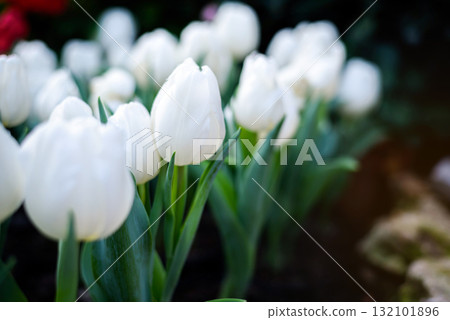 Beautiful white tulips flower in green house garden Beautiful white tulips flower in green house garden 132101896
