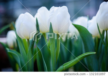 Beautiful white tulips flower in green house garden Beautiful white tulips flower in green house garden 132101897