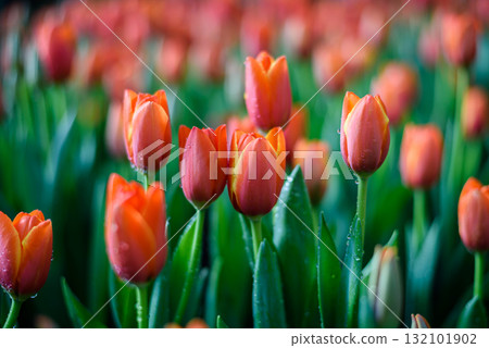 Beautiful orange tulips flower with water drops in the garden Beautiful orange tulips flower with water drops in the garden 132101902