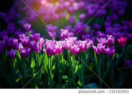 Beautiful purple pink tulips flower in the garden at morning with sunlight Beautiful purple pink tulips flower in the garden at morning with sunlight 132101903