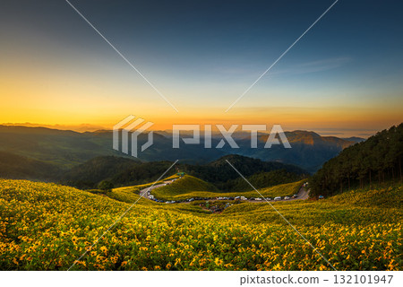 Landscape "Tung Bua Tong" or Mexican sunflower field at sunrise sky ,Maehongson (Mae Hong Son) Province, Thailand. Landscape "Tung Bua Tong" or Mexican sunflower field at sunrise sky ,Maehongson (Mae Hong Son) Province, Thailand. 132101947