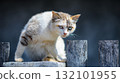 cat on the fence 132101955