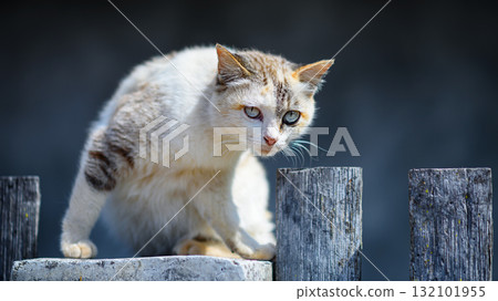 cat on the fence cat on the fence 132101955