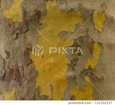 Platan, Platane, Platanus sycamore, plane tree trunk symbol. Texture made of Platan, Platane, sycamore, plane tree bark. Beautiful Platan tree trunk background. Conceptual image. Peaceful nature. 132102257