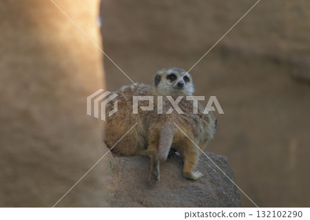 A meerkat blocks the path of its mate as he returns to the nest 132102290