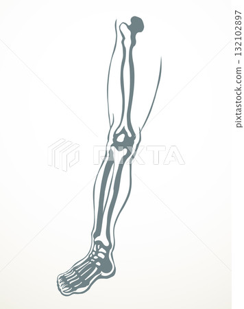 Vector drawing. Bones of the leg Vector drawing. Bones of the leg 132102897