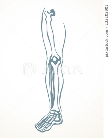Vector drawing. Bones of the leg 132102903