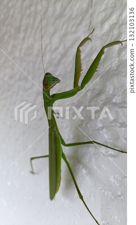 Vegetarian 132103136