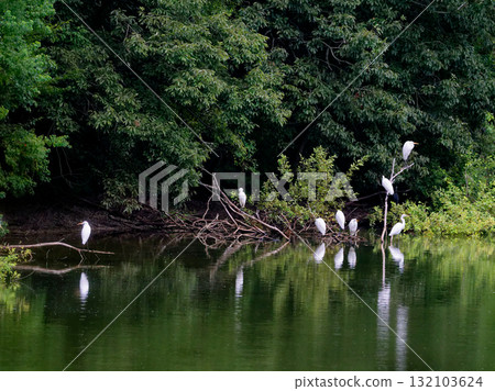 一群大白鷺，是鷺科的一個亞種，大白鷺 132103624