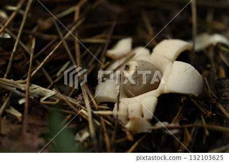 Earth Gum: Fallen leaves and star-shaped mushrooms in the forest Earth Gum: Fallen leaves and star-shaped mushrooms in the forest 132103625