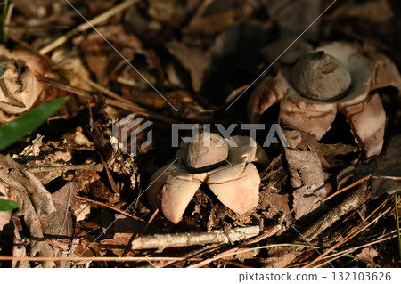 Earth Gum: Fallen leaves and star-shaped mushrooms in the forest 132103626