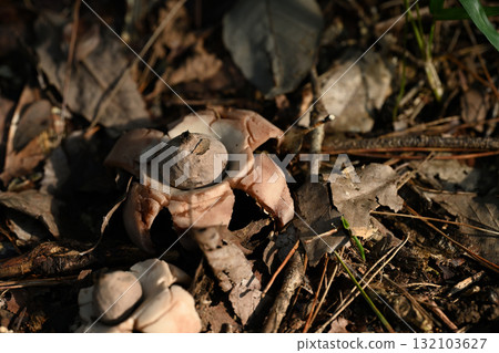 地球膠：森林裡的落葉與星狀蘑菇 132103627