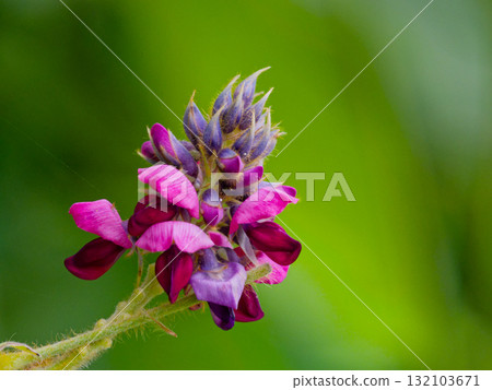 Autumn Nanakusa Flowers of the leguminous kudzu family Autumn Nanakusa Flowers of the leguminous kudzu family 132103671