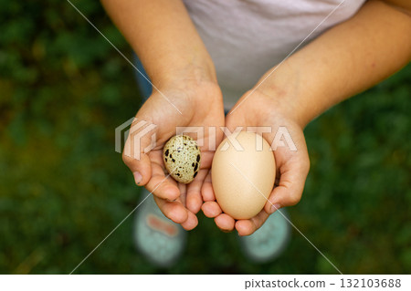 The girl compares a quail egg and a chicken egg. 132103688